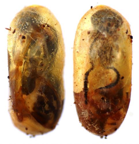 Diospilus dispar
